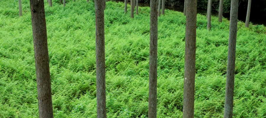 下草が青々としている森の中の写真